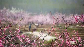 平谷旅游景点大全桃花_去平谷看桃花一日游攻略